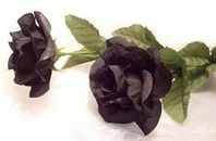 2 черных розы